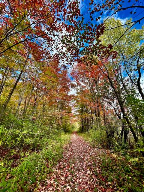 Kamrath Creek Forest & Fen State Natural Area — photo 2