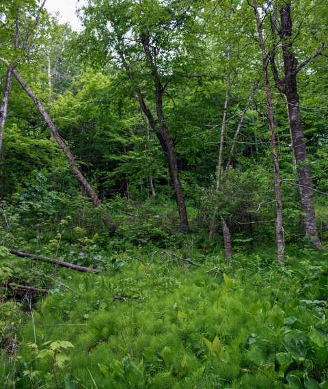 Kamrath Creek Forest & Fen State Natural Area — photo 3
