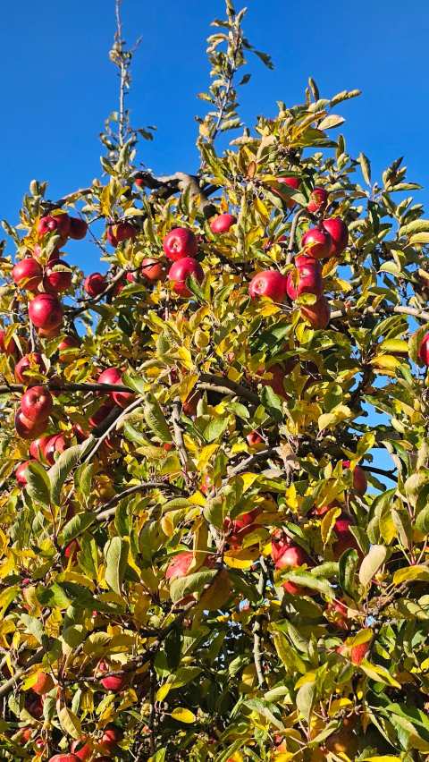 Molewood Orchard — photo 2