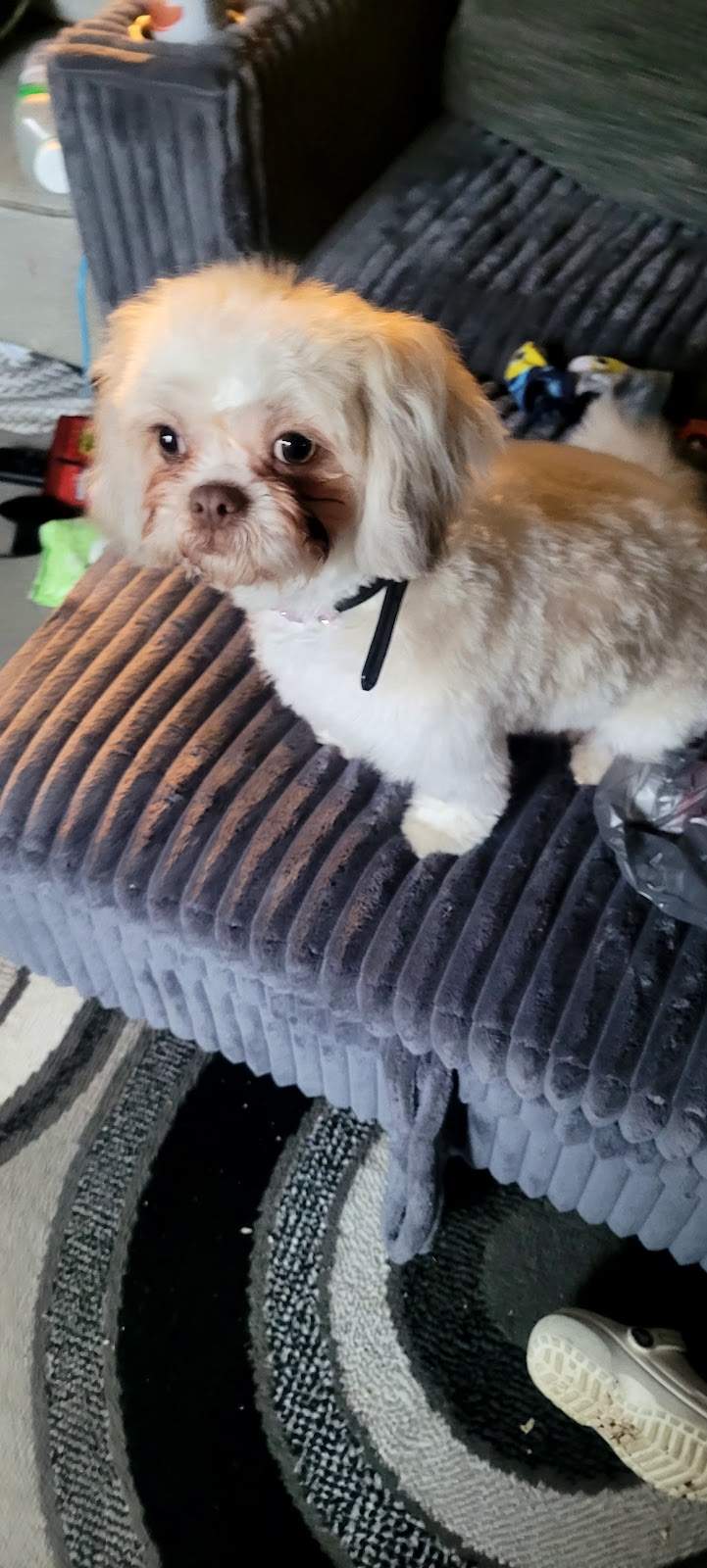 PetSmart Grooming — photo 1