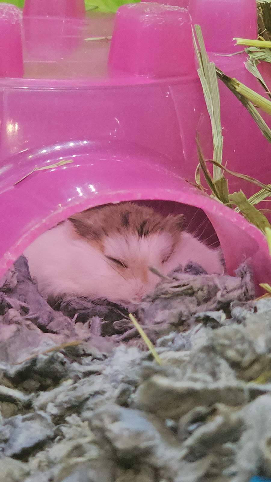 PetSmart Grooming — photo 3