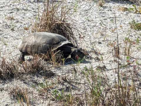 Honeymoon Island State Park — photo 2