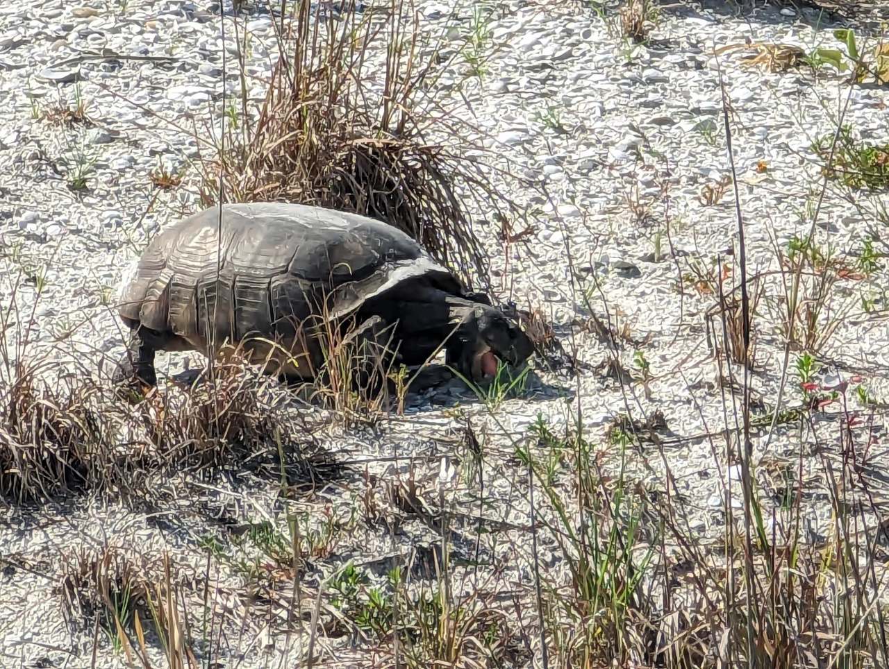 Honeymoon Island State Park — photo 2