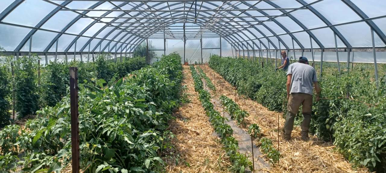 LotFotL Community Farm — photo 3