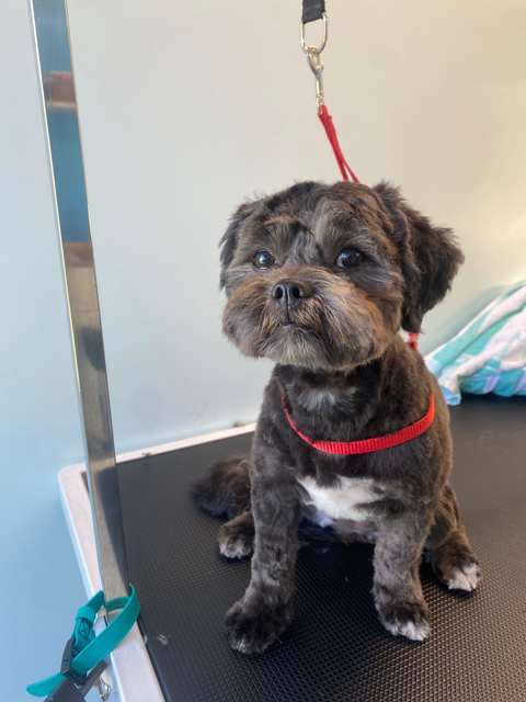 Pooch Pamper Inn — photo 3