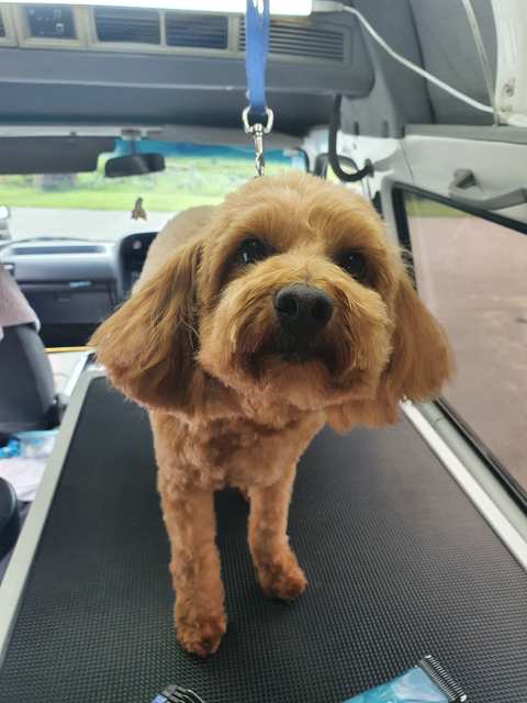 Pooch Pamper Inn — photo 2
