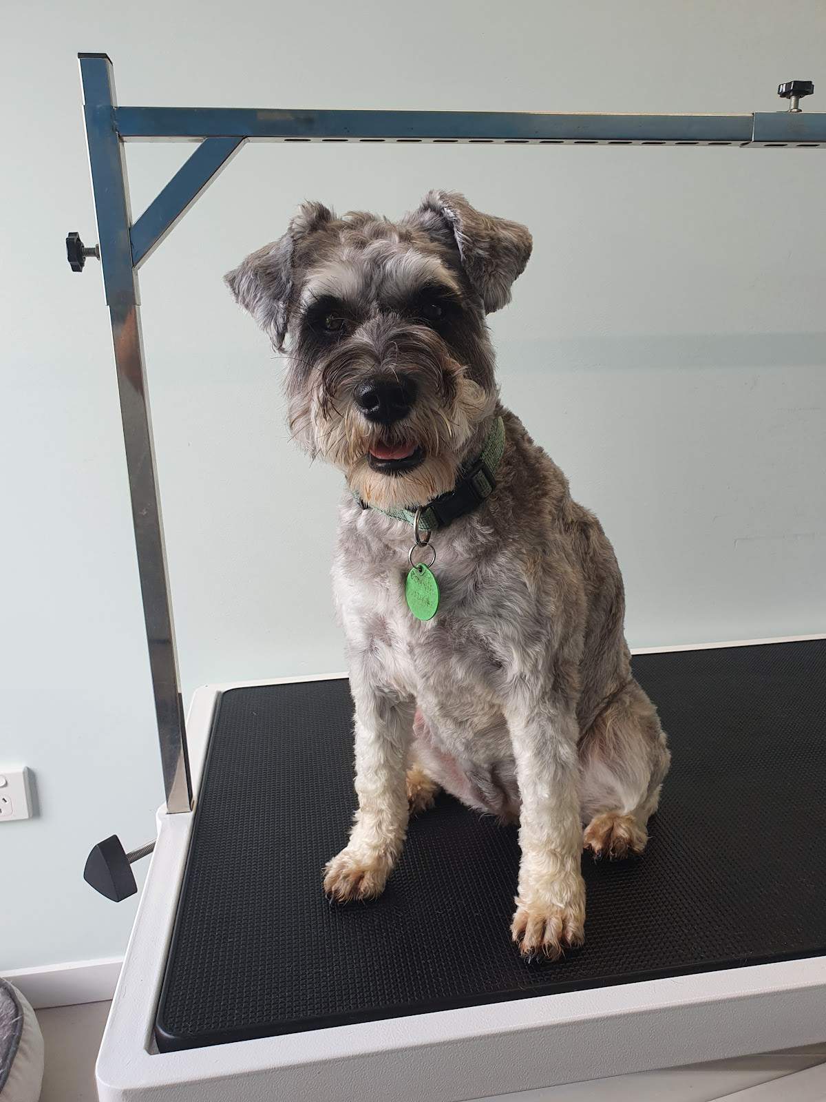 Pooch Pamper Inn — photo 1