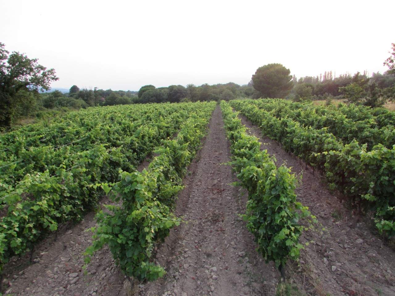 Point de vente du domaine Causadias — photo 1