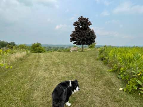 Big Cedar Lake Hiking Trails — photo 3