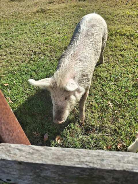 Farm Sanctuary SA — photo 2