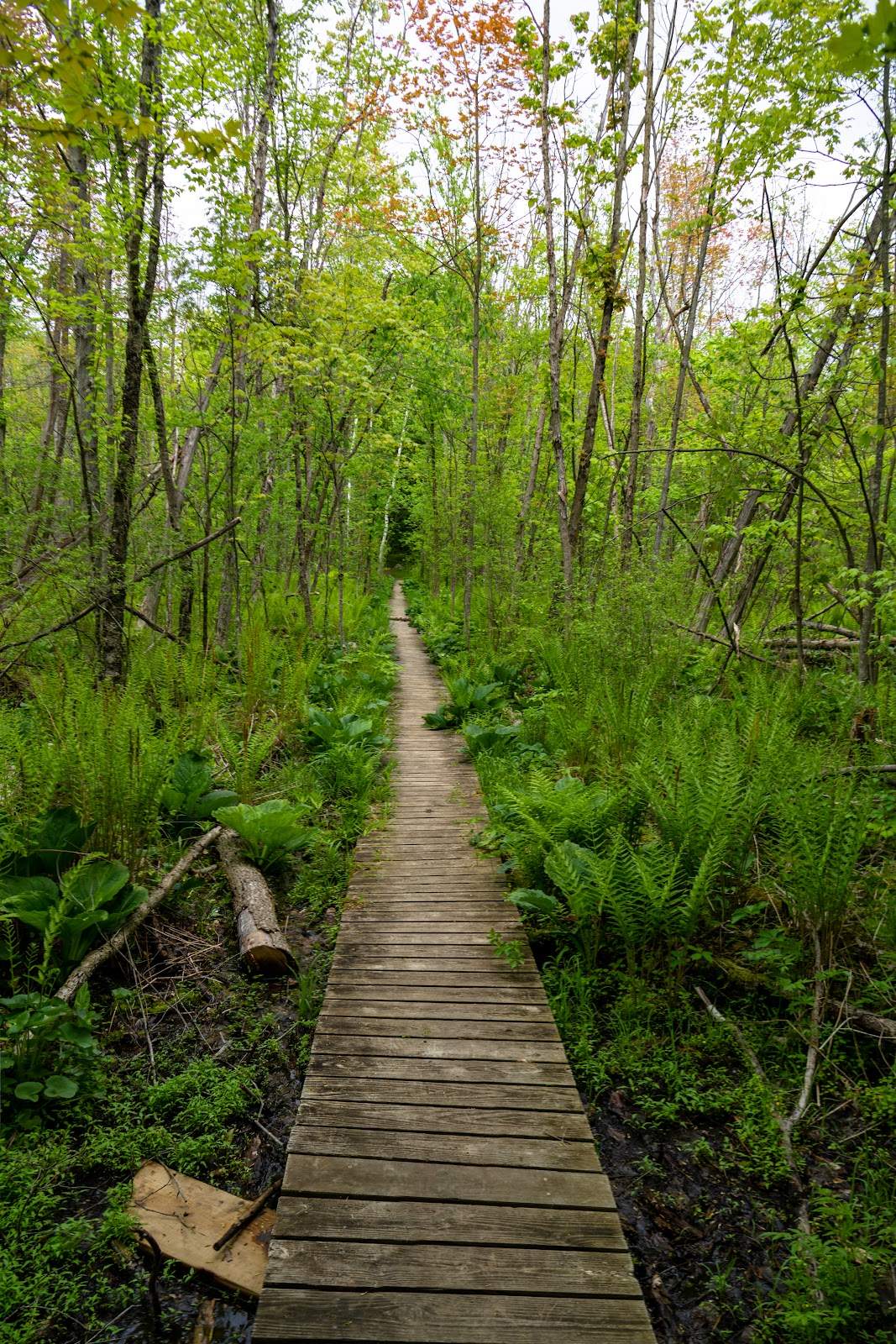 Cedarburg Bog State Natural Area — photo 2