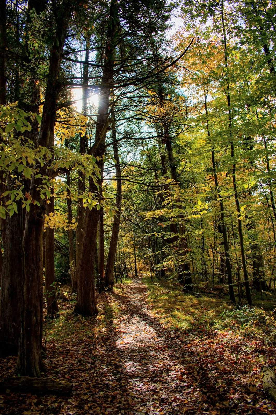 Cedarburg Bog State Natural Area — photo 3