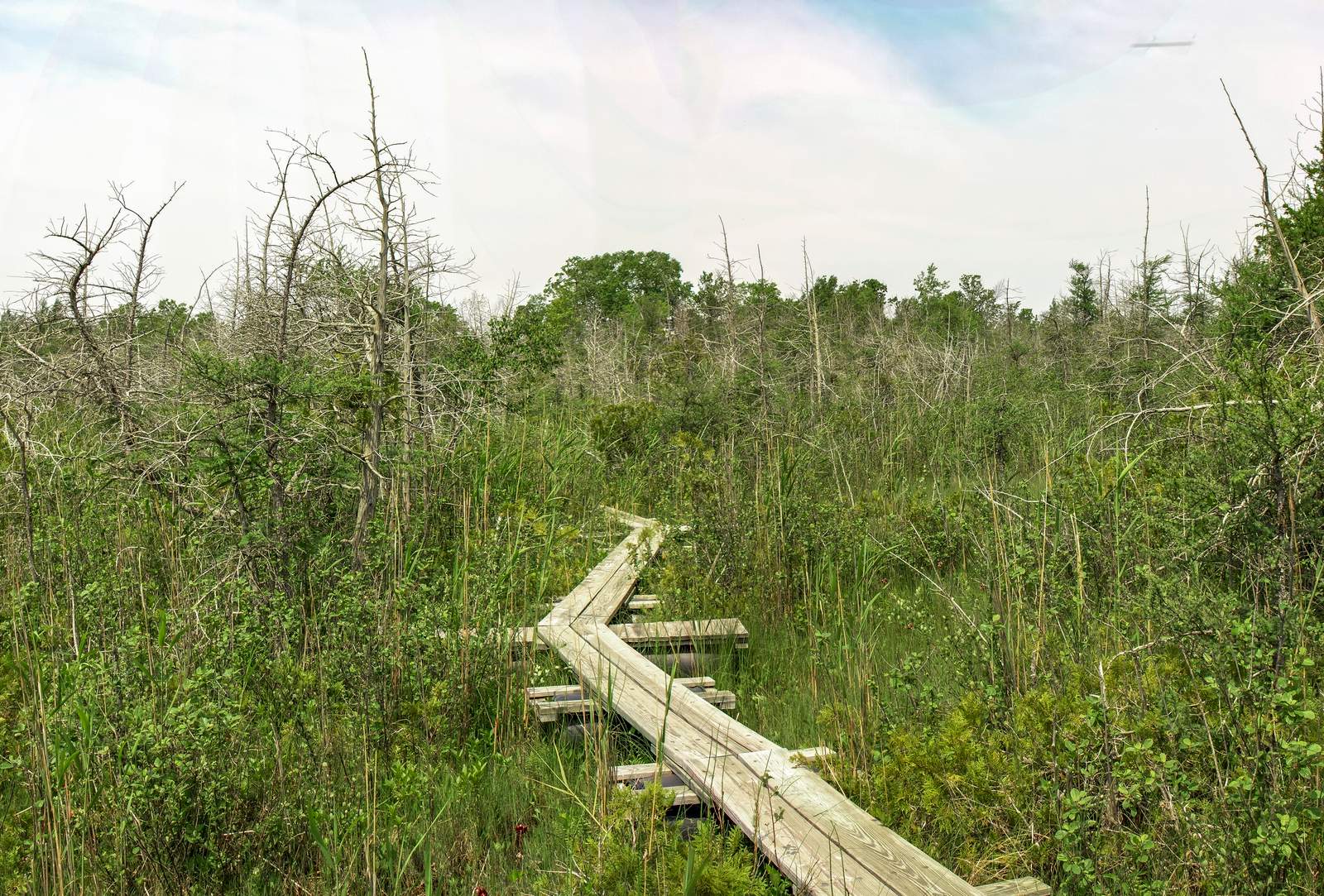 Cedarburg Bog State Natural Area — photo 4