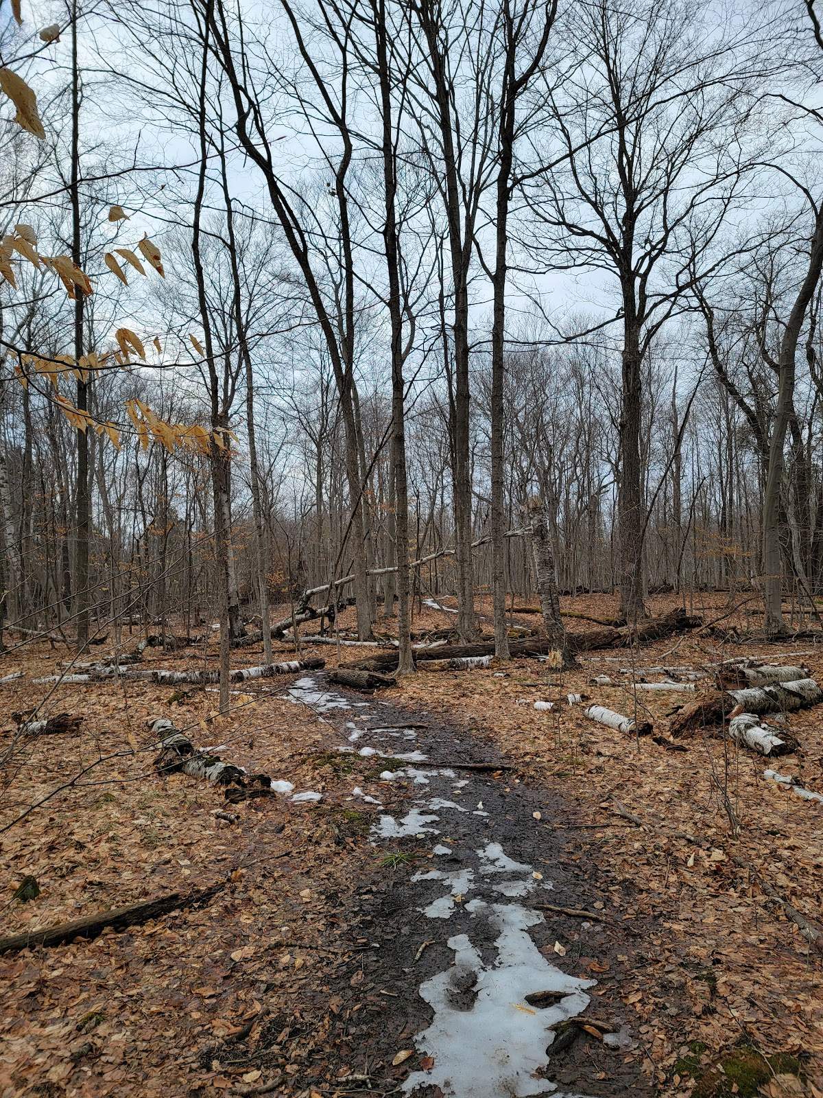 Cedarburg Bog State Natural Area — photo 5