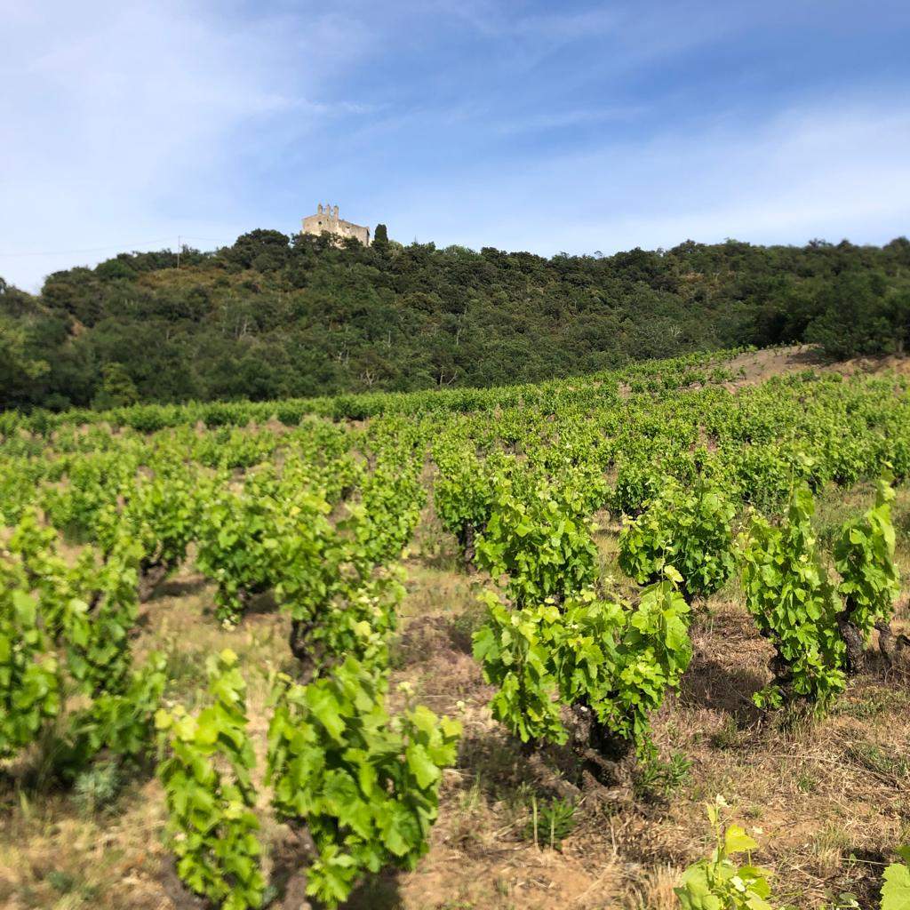 Domaine Domanova — photo 1