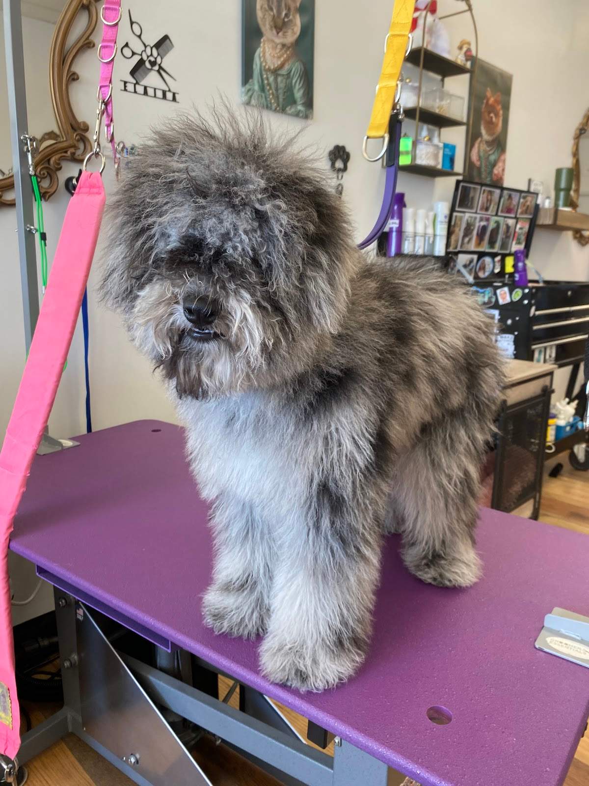 Luxury Pet Spa, LLC — photo 2