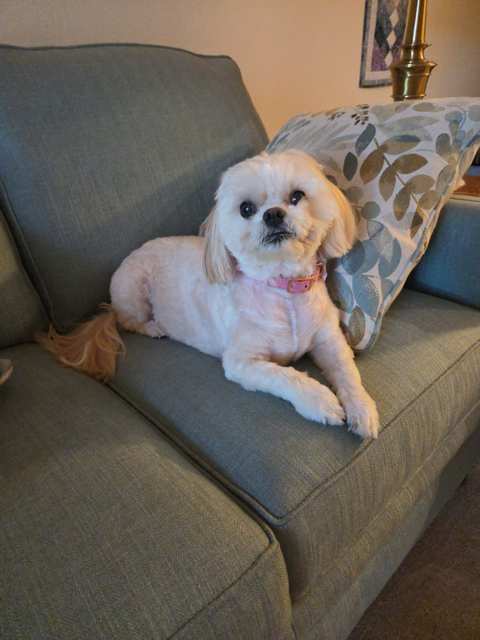 Luxury Pet Spa, LLC — photo 3