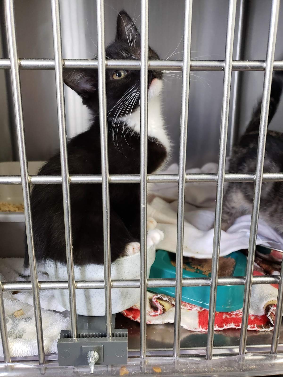 Langlade County Humane Society — photo 2