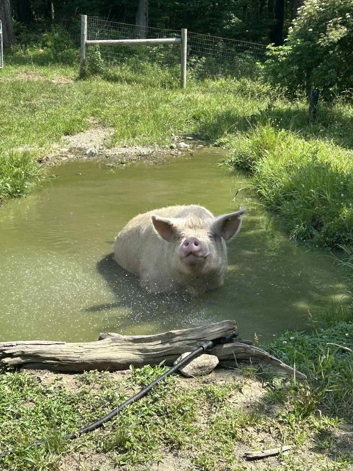 JP FARM ANIMAL SANCTUARY — photo 1
