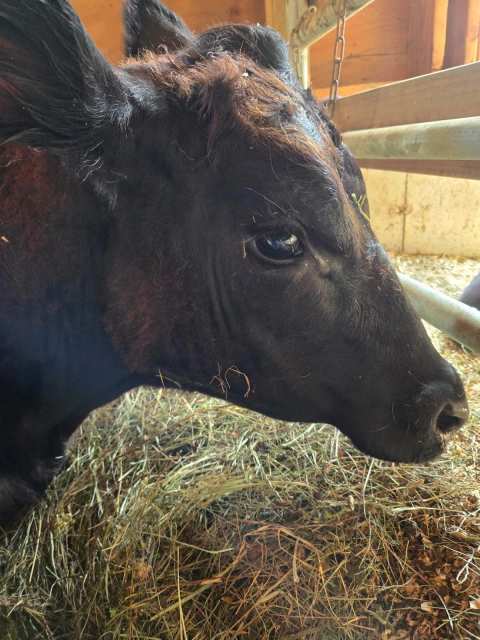 JP FARM ANIMAL SANCTUARY — photo 2