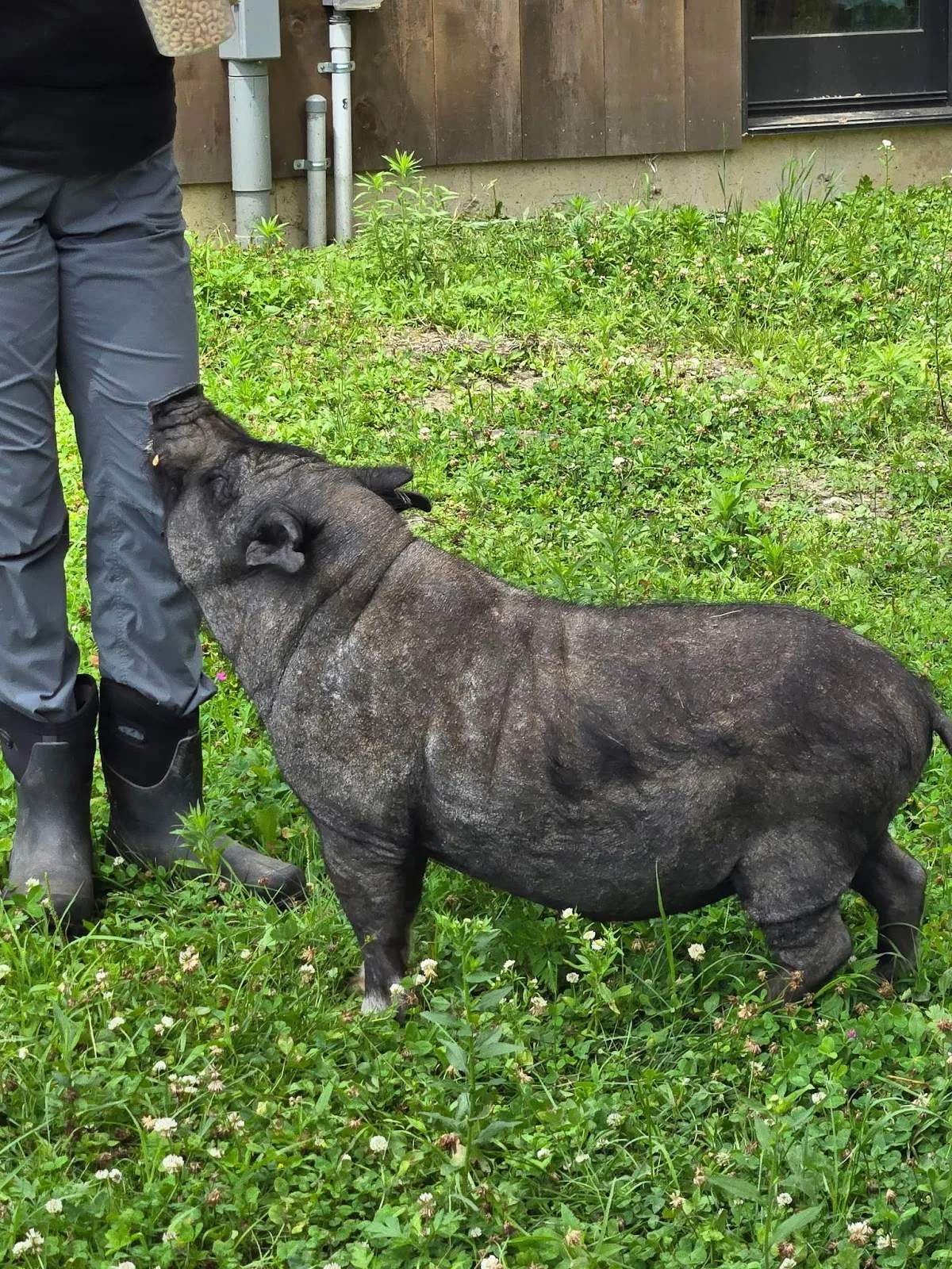 JP FARM ANIMAL SANCTUARY — photo 3