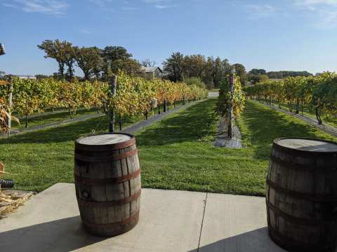 Spirits of Norway Vineyard — photo 3