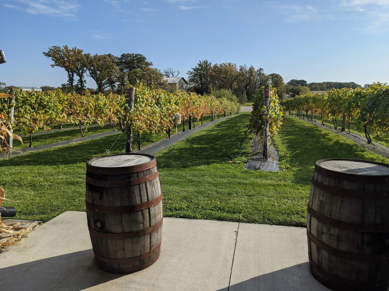 Spirits of Norway Vineyard — photo 3