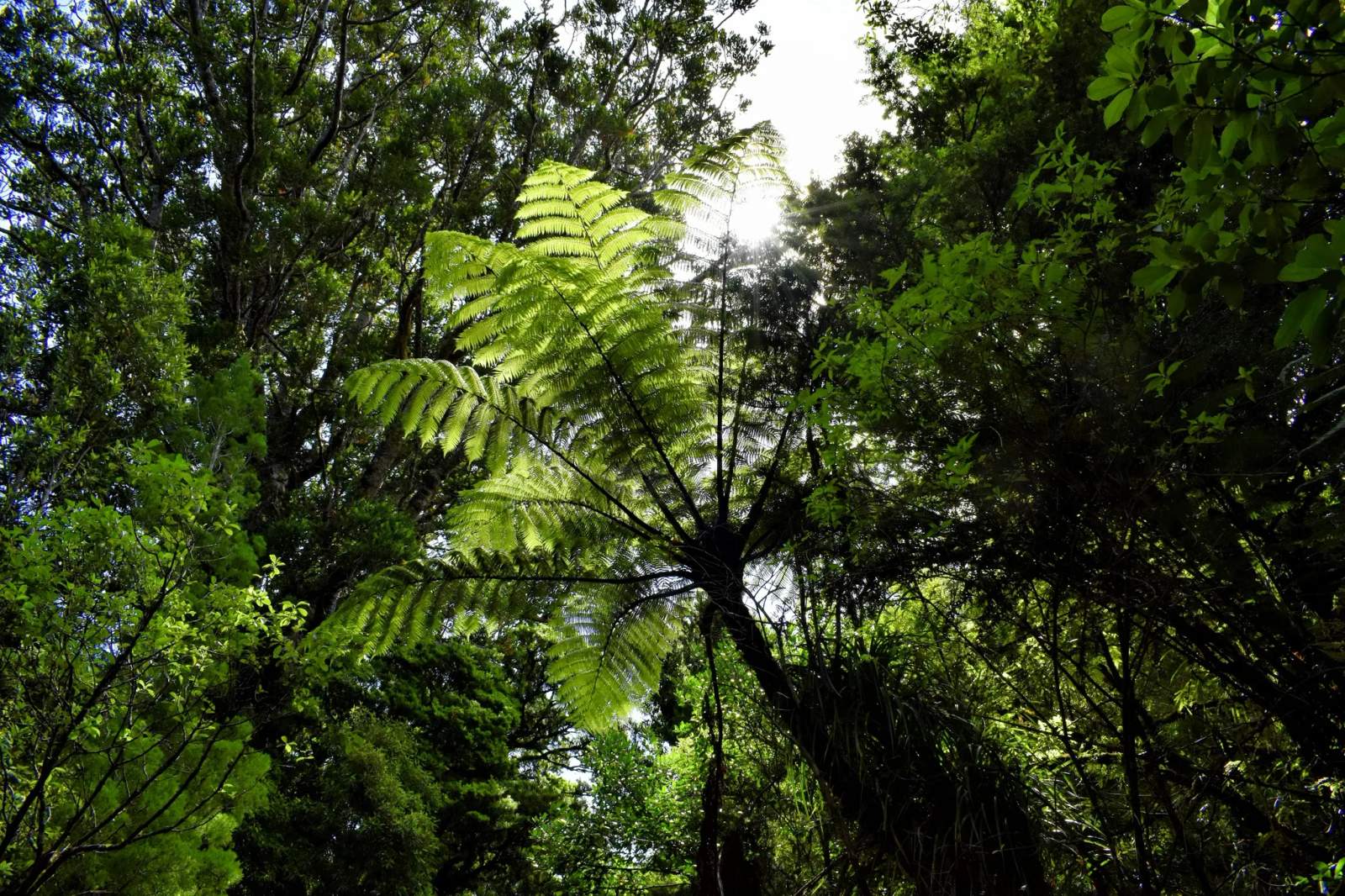 New Zealand College Of Clinical Psychologists — photo 1