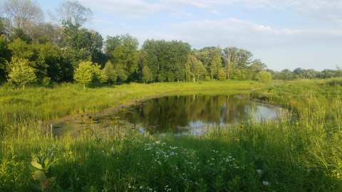 Elm Grove Park Diamond 1 and 2 — photo 2