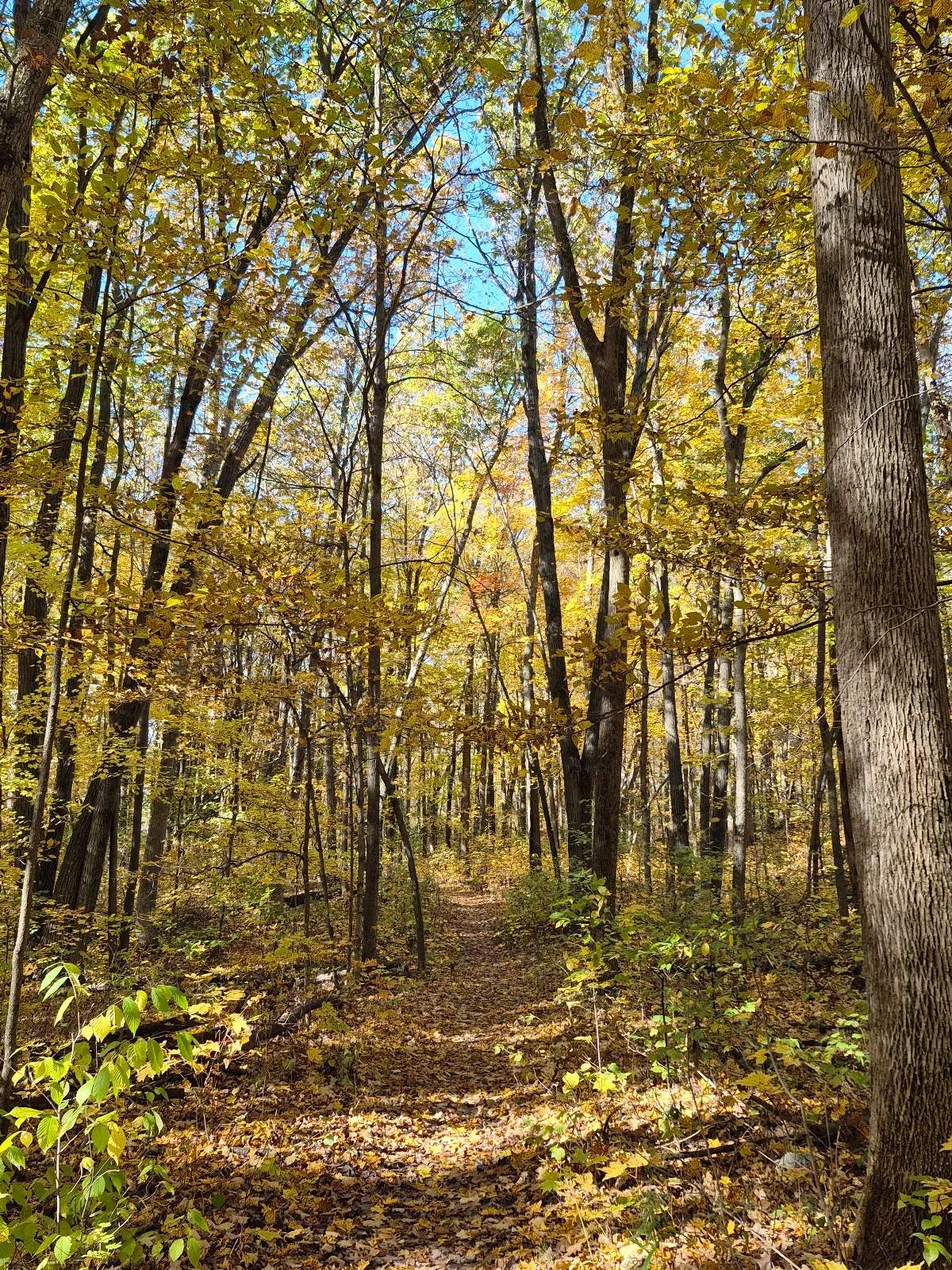 Greenbush Recreation Area — photo 2