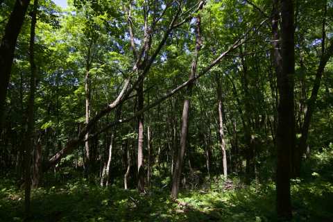 Greenbush Recreation Area — photo 3
