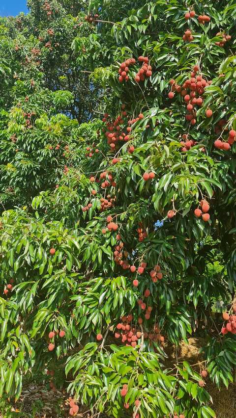 The Litchi Orchard. — photo 5
