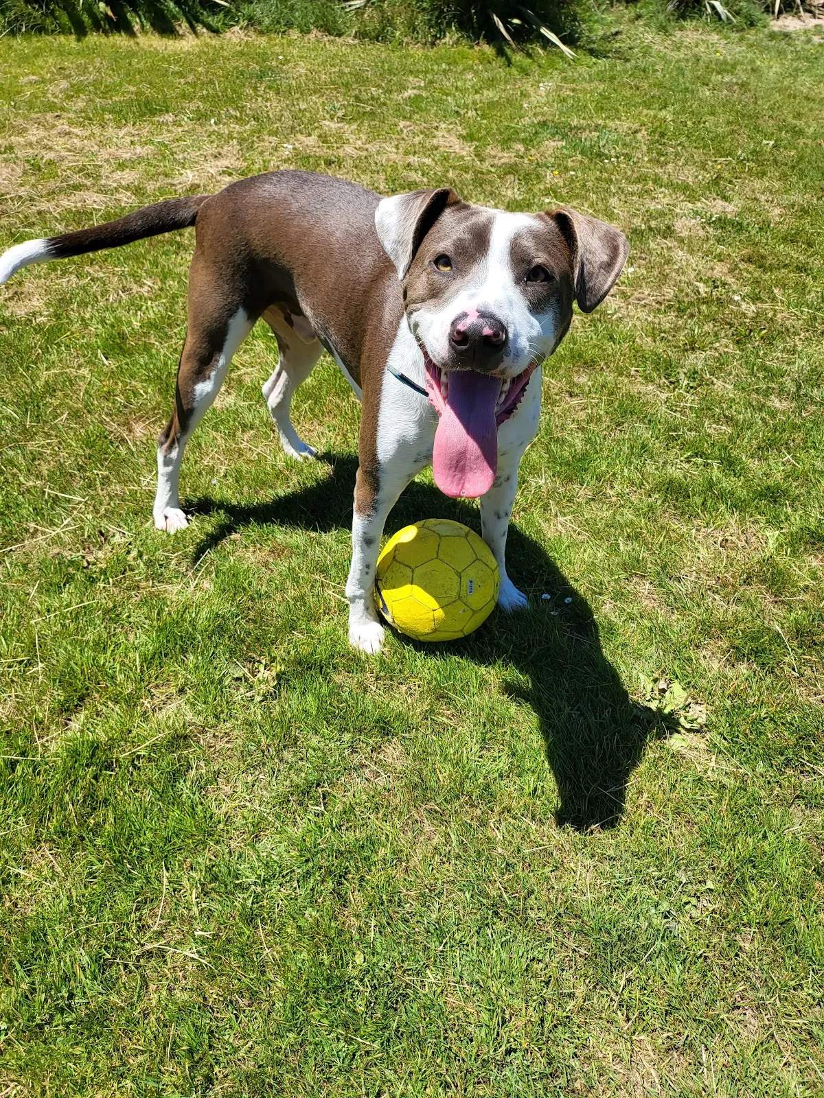 Ian Galloway Park Dog Exercise Area — photo 1