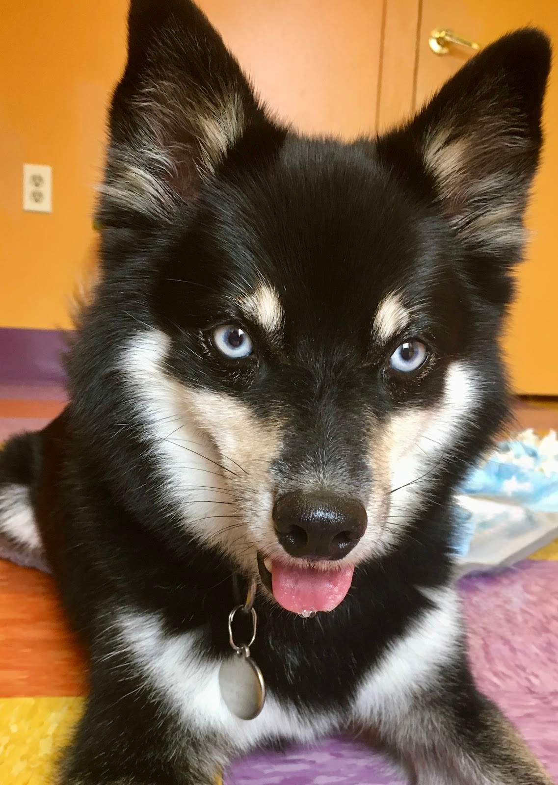 ICON K9 Obedience LLC — photo 1
