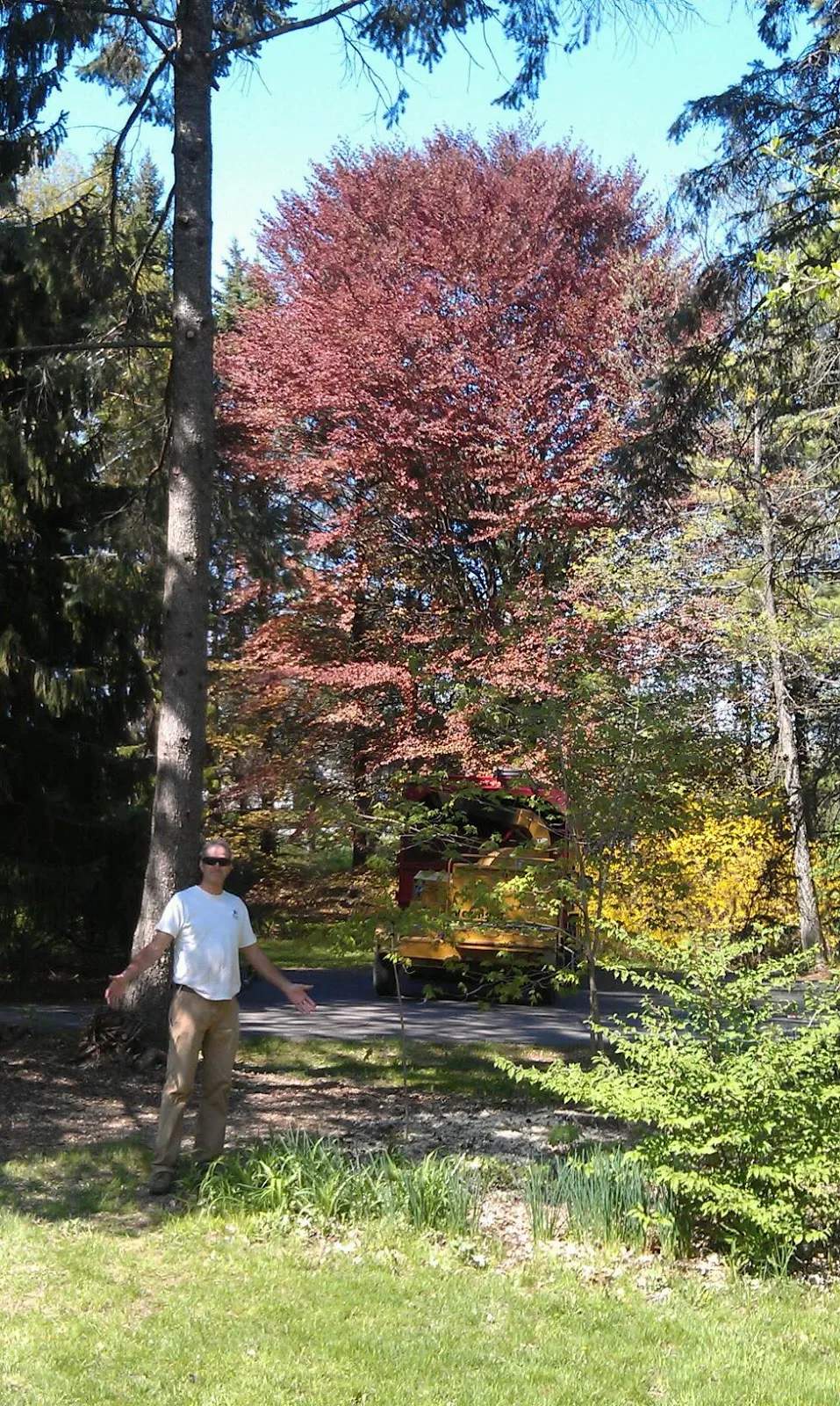 Nichols Tree Services — photo 1