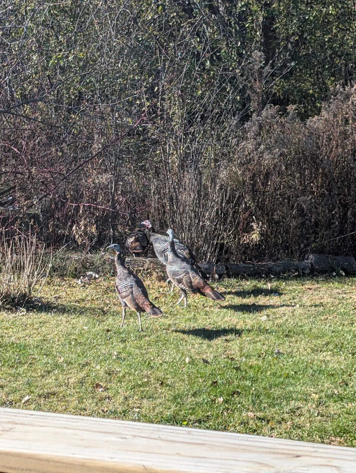 Cedar View Park — photo 1