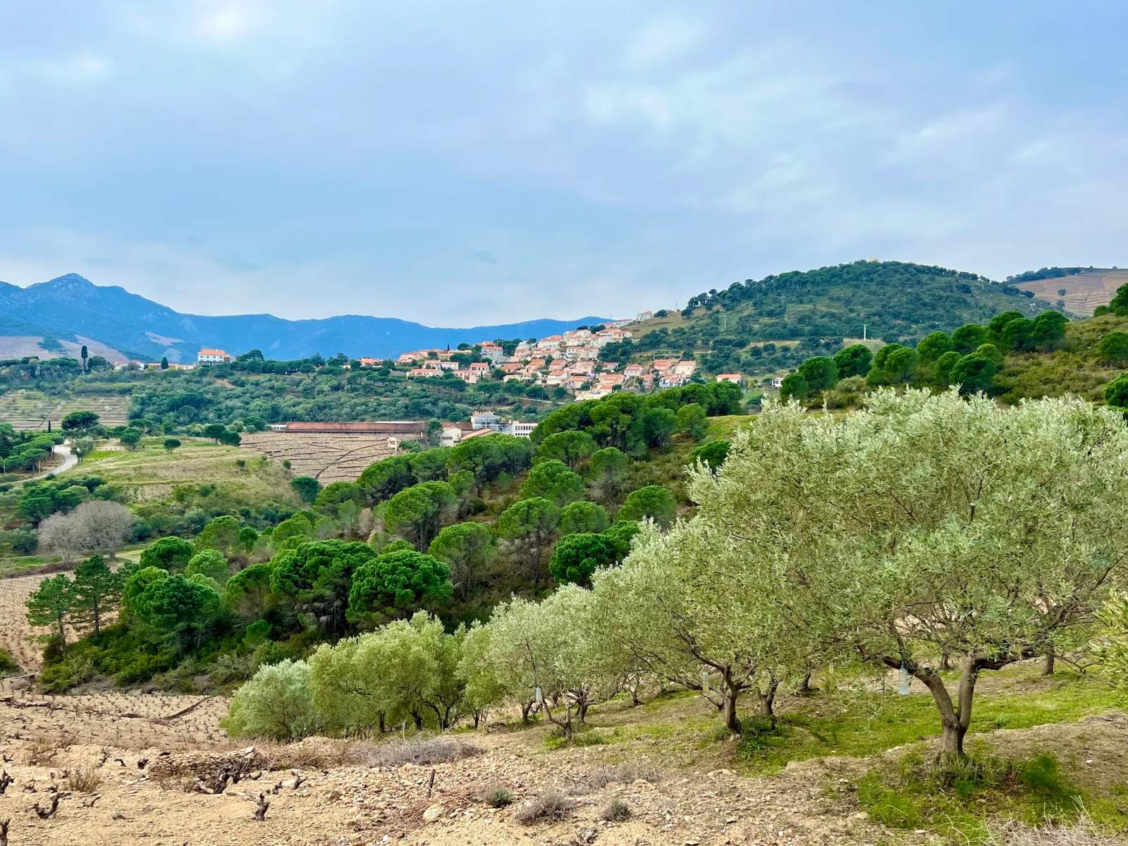Sant Miquel de Banyuls — photo 1