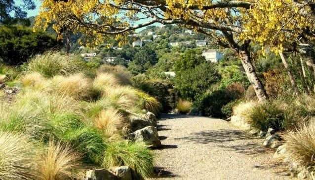 Otari-Wilton's Bush — photo 1