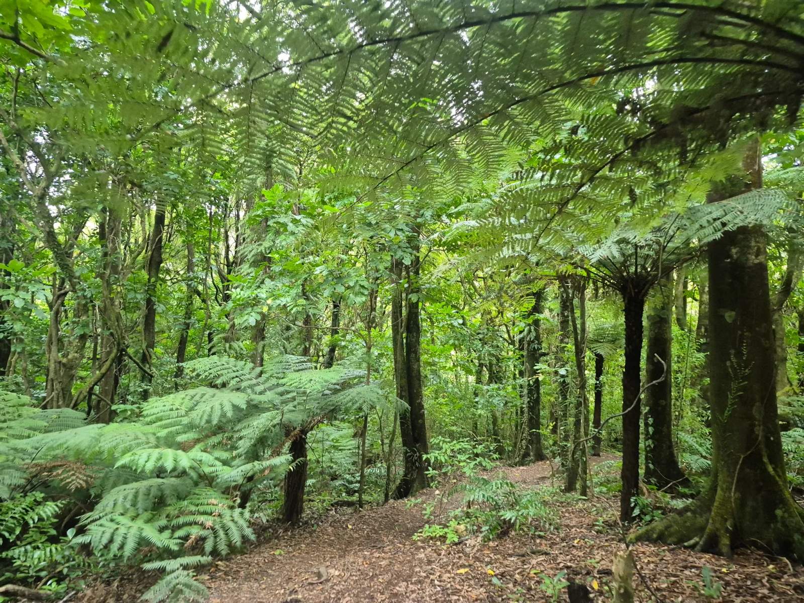 Otari-Wilton's Bush — photo 2