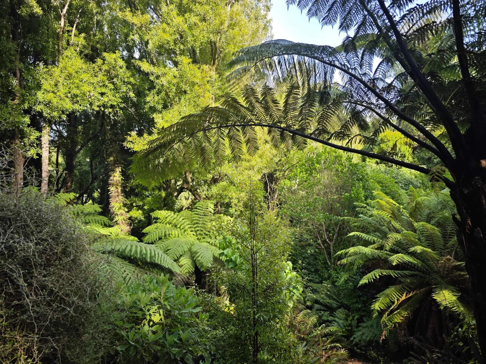 Otari-Wilton's Bush — photo 3