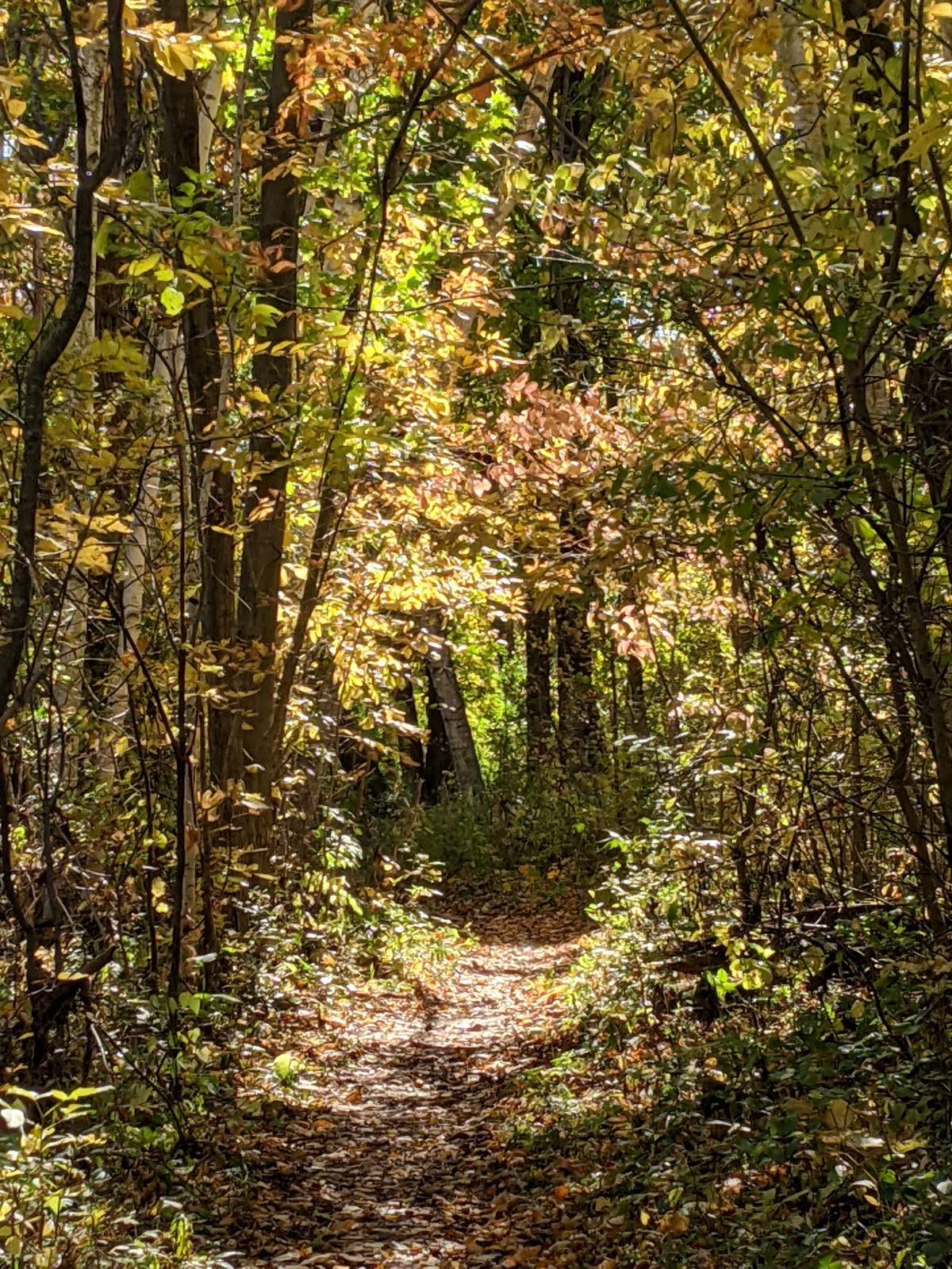 Sauk Creek Nature Preserve — photo 5