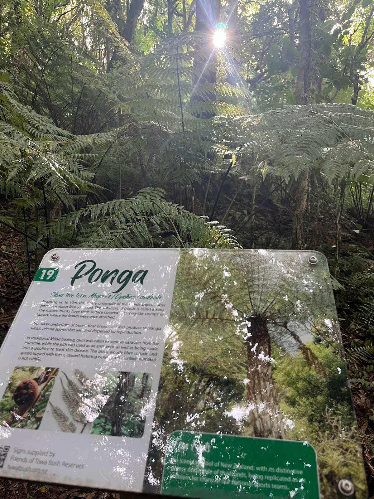 Redwood Bush Reserve — photo 2