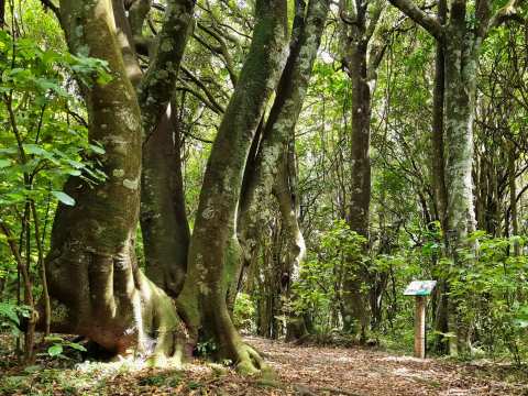 Redwood Bush Reserve — photo 3