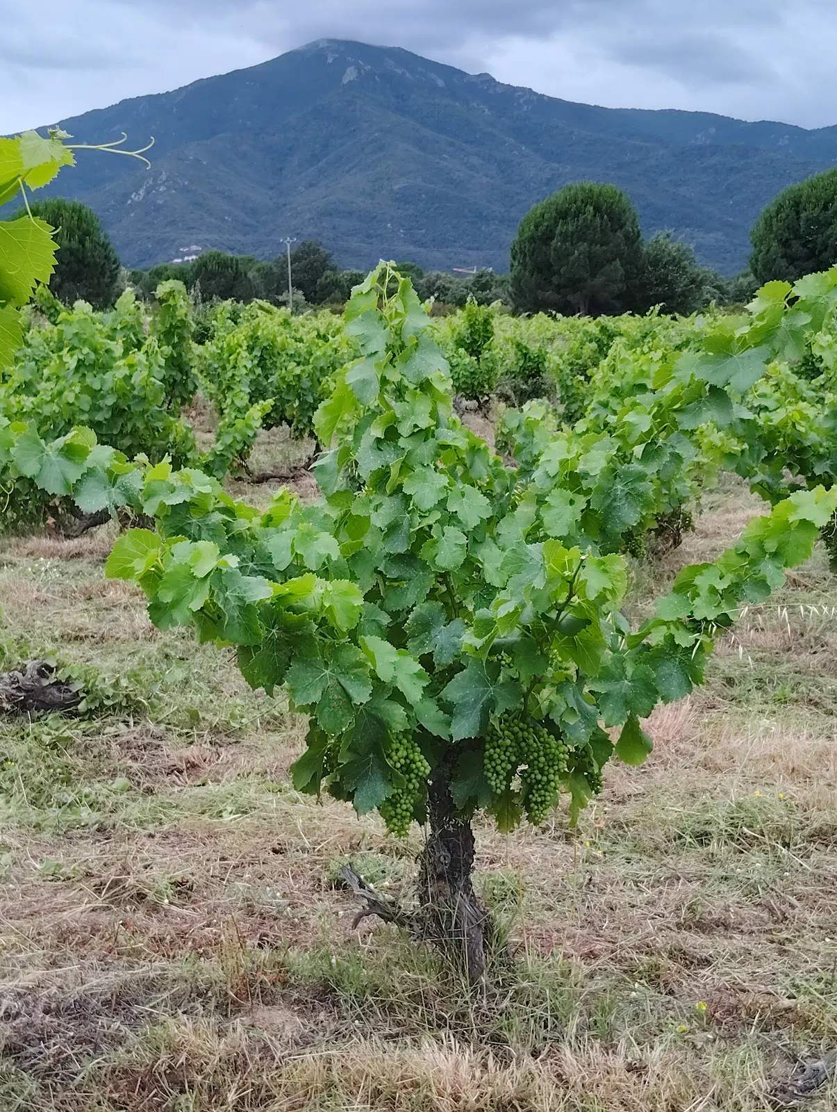 Domaine Mas Grégori — photo 1
