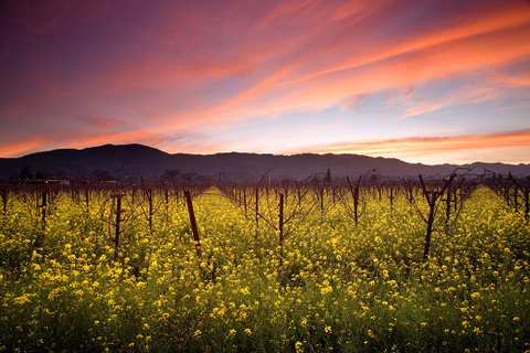 Wine Tours Cape Town & Stellenbosch - Private tours since 2002 — photo 5
