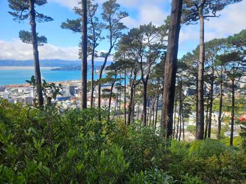 Te Ahumairangi Hill — photo 2