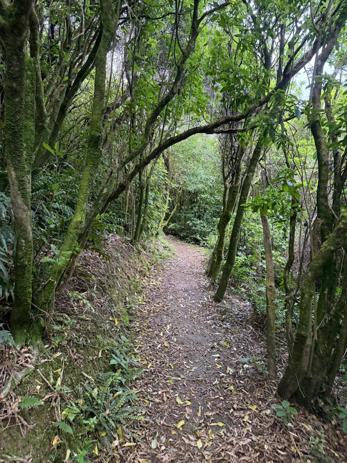 Waimapihi Reserve — photo 1