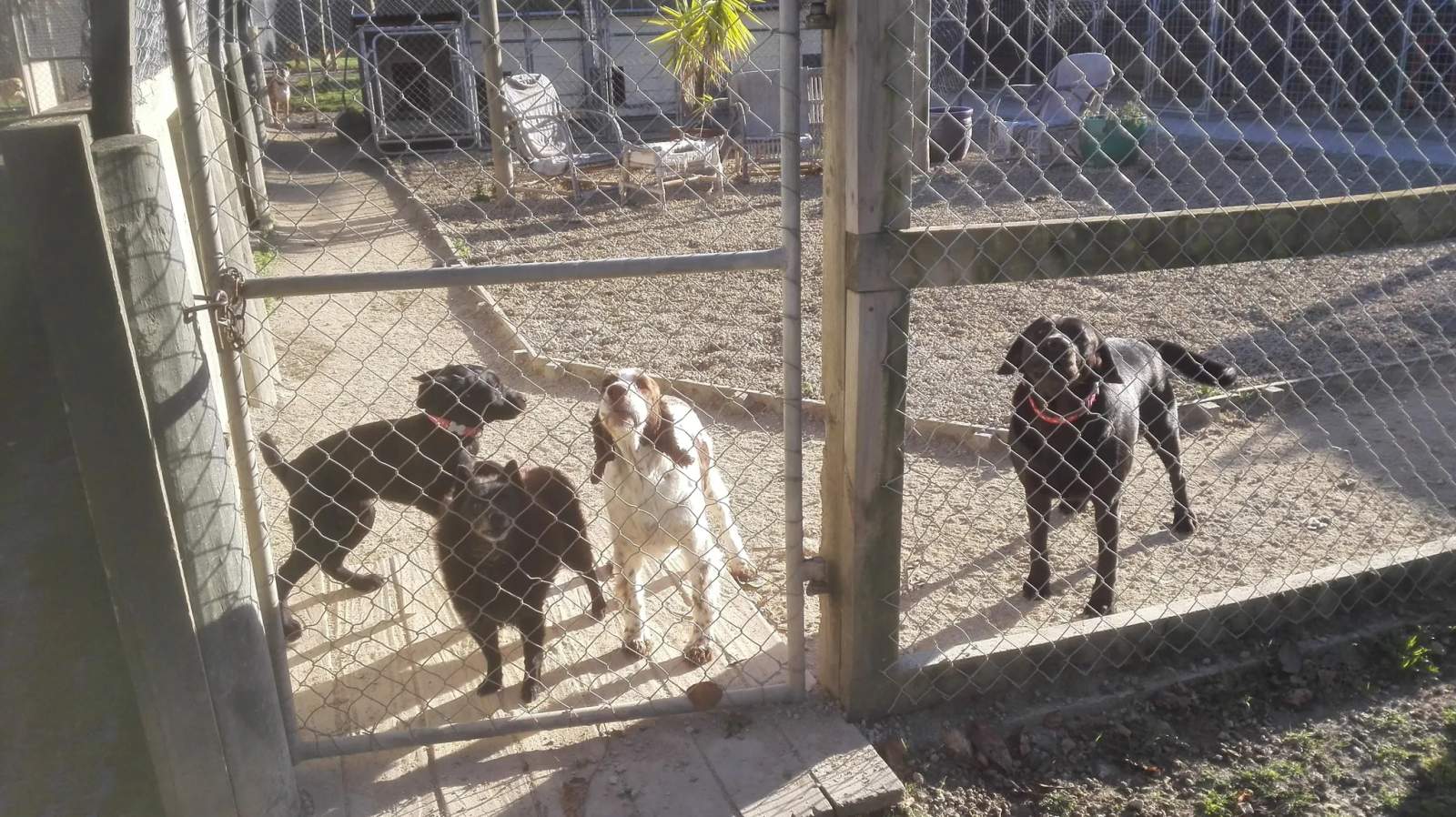 Ladymead Boarding Kennels & Cattery — photo 3