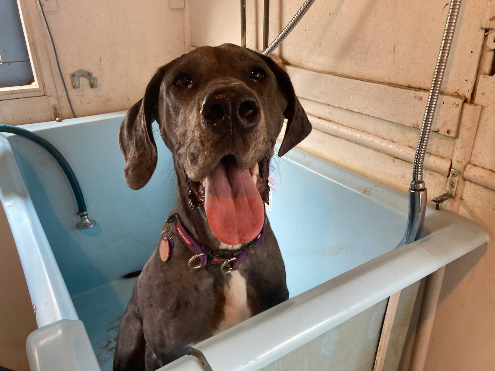 Ladymead Boarding Kennels & Cattery — photo 1