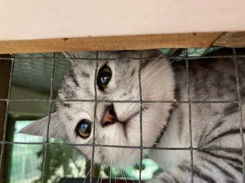 Ladymead Boarding Kennels & Cattery — photo 4
